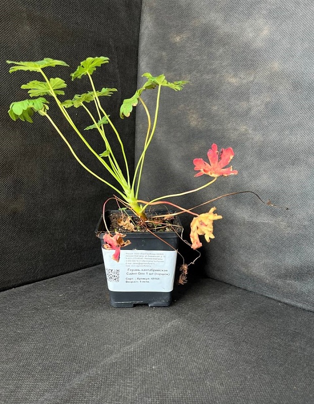 Герань кантабрийская Сайнт Оле 1 шт Р9